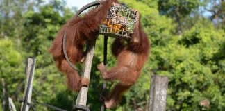 Palangka Raya Cruise Weekend 2D1N