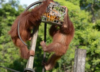 Palangka Raya Cruise Weekend 2D1N