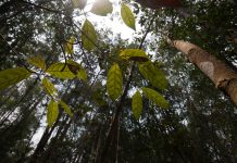 Destinasi Wisata untuk Paket Wisata Alam Kalimantan Tengah