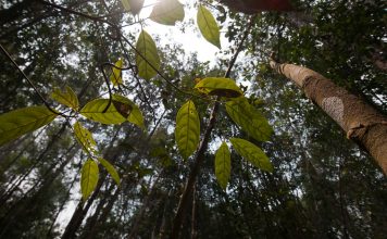 Destinasi Wisata untuk Paket Wisata Alam Kalimantan Tengah